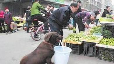 狗狗每幫七旬主人買菜叼水，陌生人欲出高價將牠買下，卻被拒絕