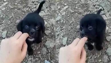 網友路邊撿了一隻黑色小奶狗, 搖頭晃尾十分可愛, 于是把牠收養