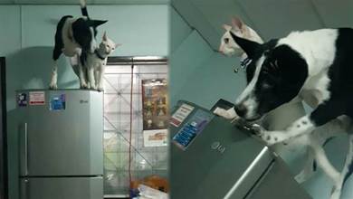 狗狗是貓咪的跟屁蟲，牠跟著貓一起跳到了冰箱上，卻不敢下來了