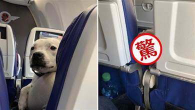 網友坐飛機前座竟是條狗，剛起飛它就仰面躺著了，這是暈機了嗎？