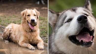 養狗別養這4種「白眼狼」，它們眼裡沒有忠誠！