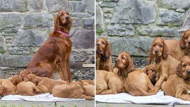 狗媽一胎生15只小狗差點破紀錄，一年後再相聚的場面令人動容！