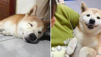 14歲的老狗患了「老年癡呆症」，它忘記了主人，卻沒有被嫌棄！