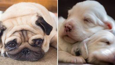 從狗狗的四種睡姿，可以看出它對家庭的態度，你家狗狗怎樣睡呢？
