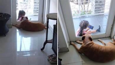 家中狗狗和門外陌生小女孩隔著玻璃門坐在一起看手機，畫面好有愛