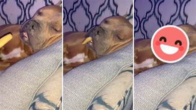 狗狗在睡覺，主人在它嘴裡塞了兩根薯條都沒醒來，秒變成海象了！