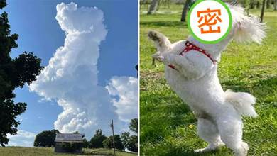 網友偶然抬頭，發現天上有片狗狗形狀的雲彩，那造型真是惟妙惟肖