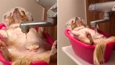 網友放好水讓狗狗先泡澡，隔了會再來看時：你這也太愜意了吧？