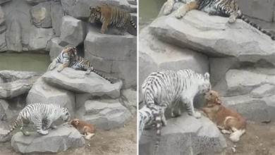 動物園裡狗在虎區淡定休息，園方：老虎是狗媽媽帶大的