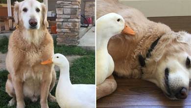 金毛偷吃鴨糧天天被打，堅持一年以後，金毛和鴨鴨產生奇妙的友誼