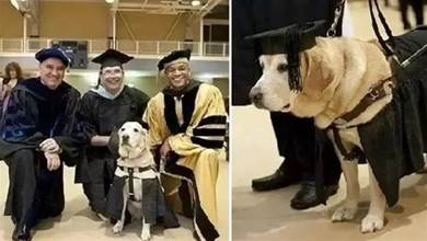 狗狗因沒缺席一堂課，畢業當天校方做出驚人決定：授予它碩士學位