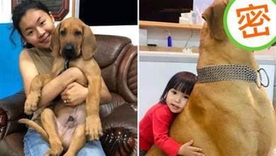 養只小狗陪女兒成長，狗狗一年長到170斤，說好一起長大的呢？