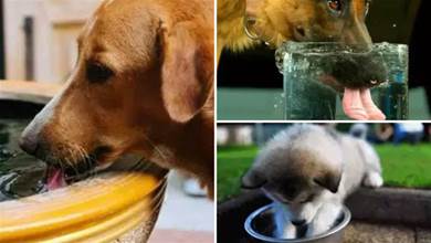 狗狗不是什麼水都可以喝的，不要讓你的無知害了愛犬